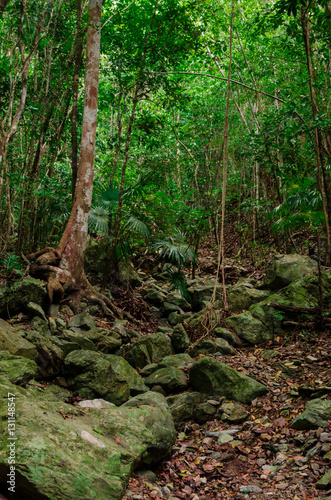 Caribbean Jungle Vertical