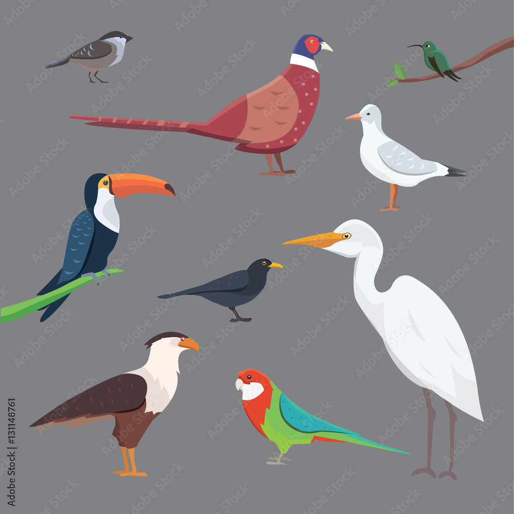 Obraz premium Popular birding species collection