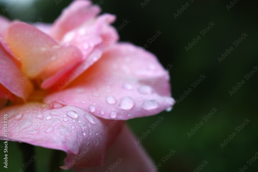 Pink Rose Close Up