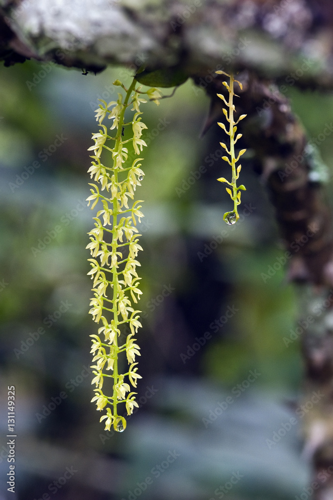 Fototapeta premium Small and delicate green orchid in its habitat