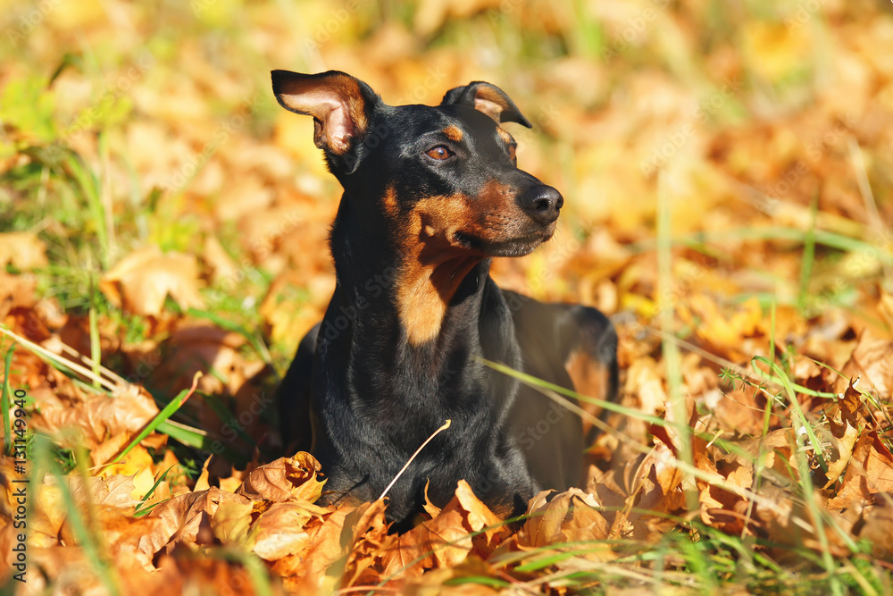 Black and tan German Pinscher dog lying outdoors around fallen autumn leaves
