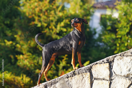 Foto Shiny black and tan German Pinscher dog posing outdoors on a stone wall at sunny