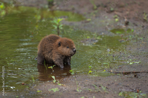 North American Beaver Kit (Castor canadensis) Stands at Edge of