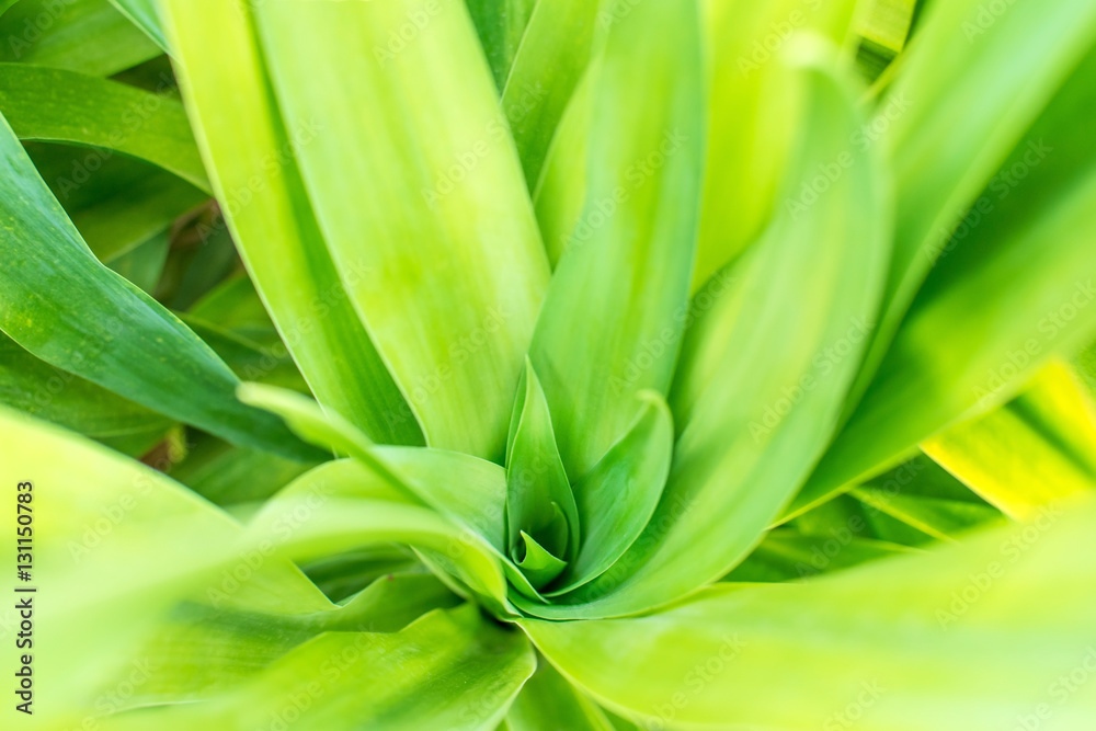 Obraz premium Gagnap leaves