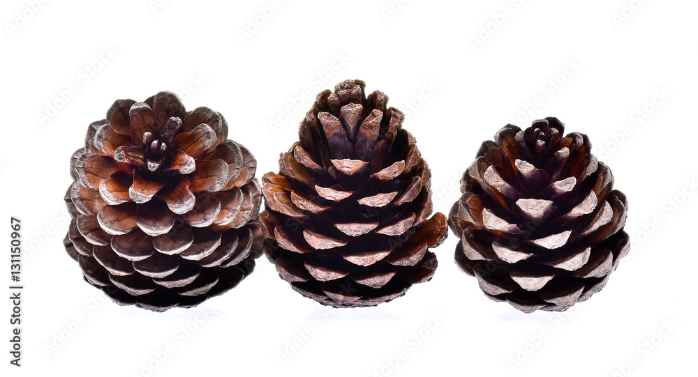 Pine cone isolated on white background Pine cone isolated on white background