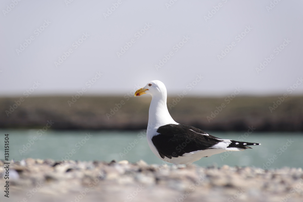 Seagull Seagull