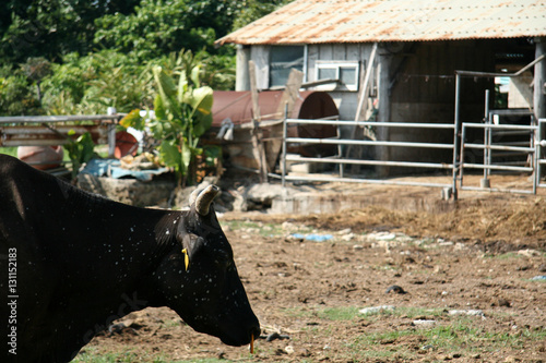 Bull Shed - Iriomote Jima Island, Okinawa, Japan photo