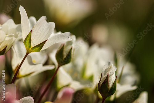 Field of white meadowfoam flowers