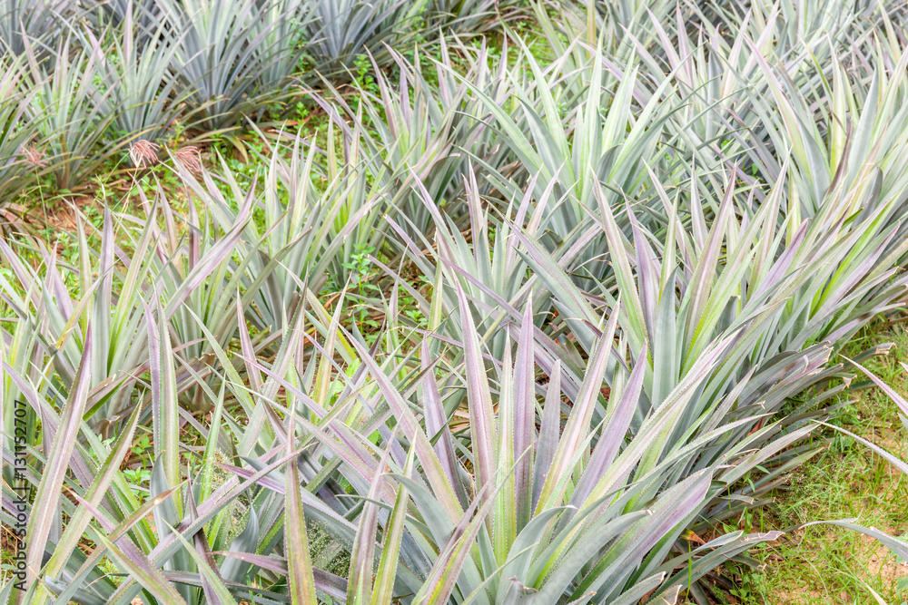 Pineapple fruit farm, tropical fruit agriculture. Pineapple fruit farm, tropical fruit agriculture.