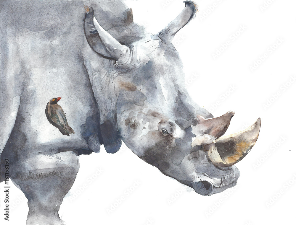 Obraz Nosorożec safari akwareli obrazu afrykańska zwierzęca ilustracja odizolowywająca na białym tle