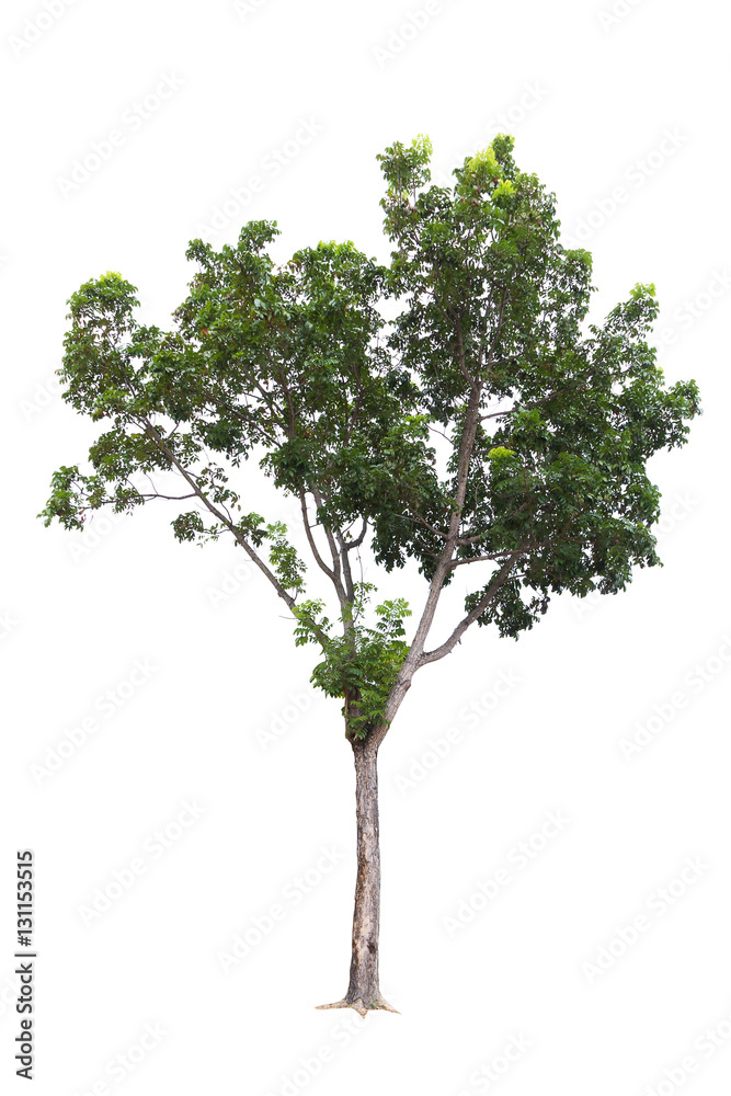 Closeup Big Tree isolated on white background Closeup Big Tree isolated on white background