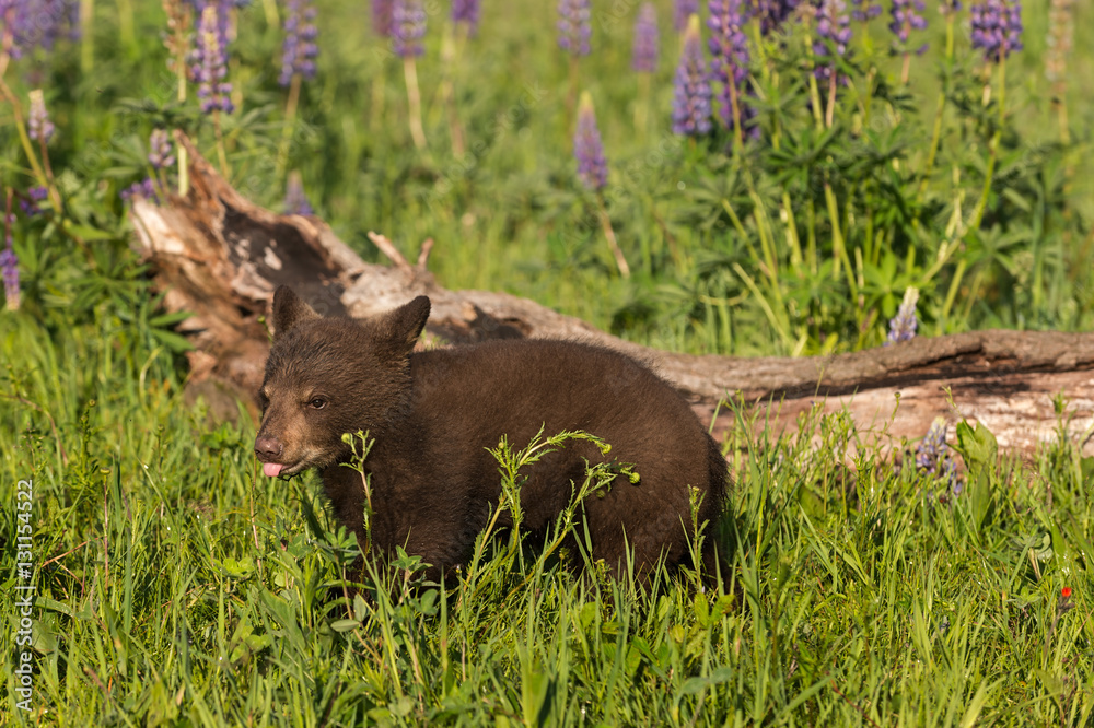 Black Bear Cub (Ursus americanus) Sticks Out Tongue Black Bear Cub (Ursus americanus) Sticks Out Tongue