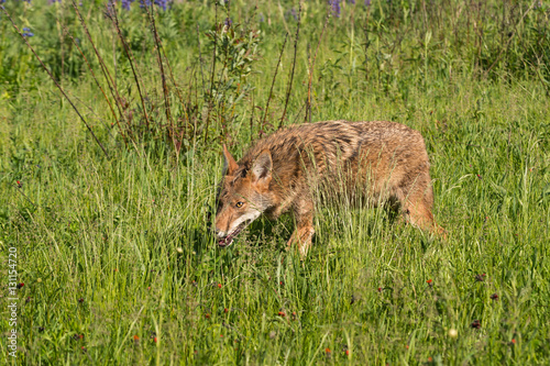 Coyote  Canis latrans  Creeps Through Grass