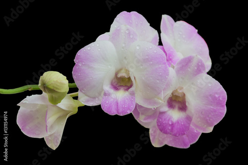 Beautiful pink-white color orchids isolated on black color background