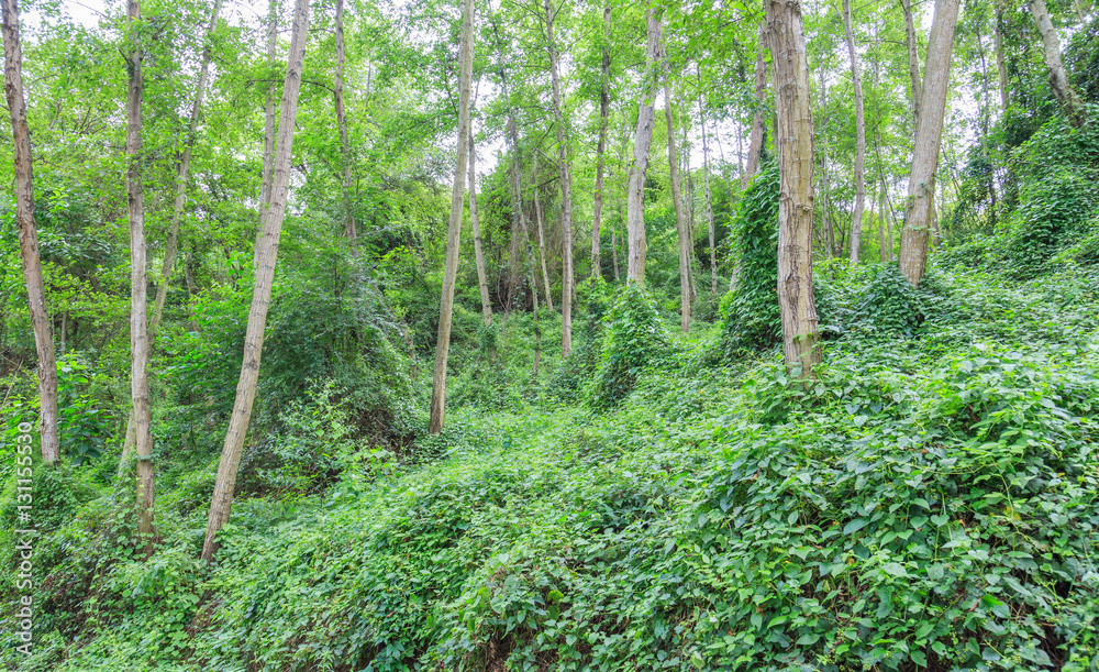 Fototapeta premium green forest trees