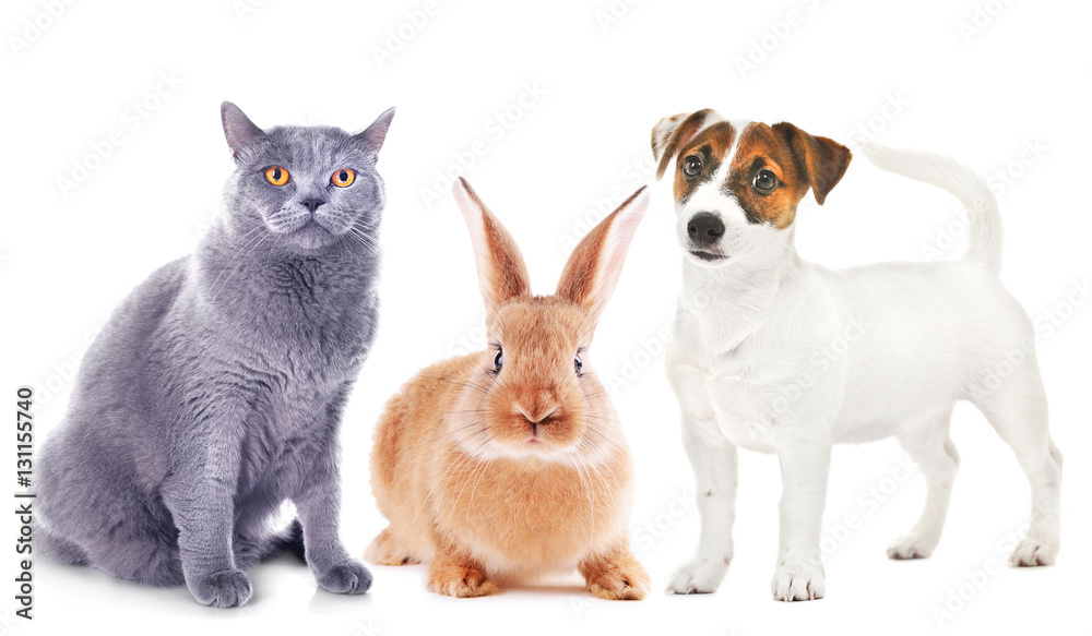 Cute friendly pets on white background
