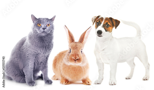 Cute friendly pets on white background