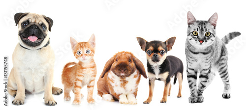 Cute friendly pets on white background © Africa Studio