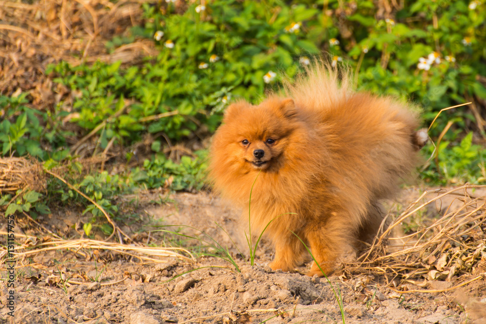 Cute pomeranian dog in grass