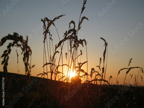 Sunset On The Wheatfields