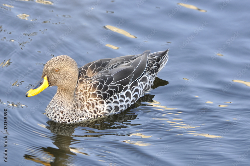 Duck in Lagoon at Milnerton, South Africa Duck in Lagoon at Milnerton, South Africa