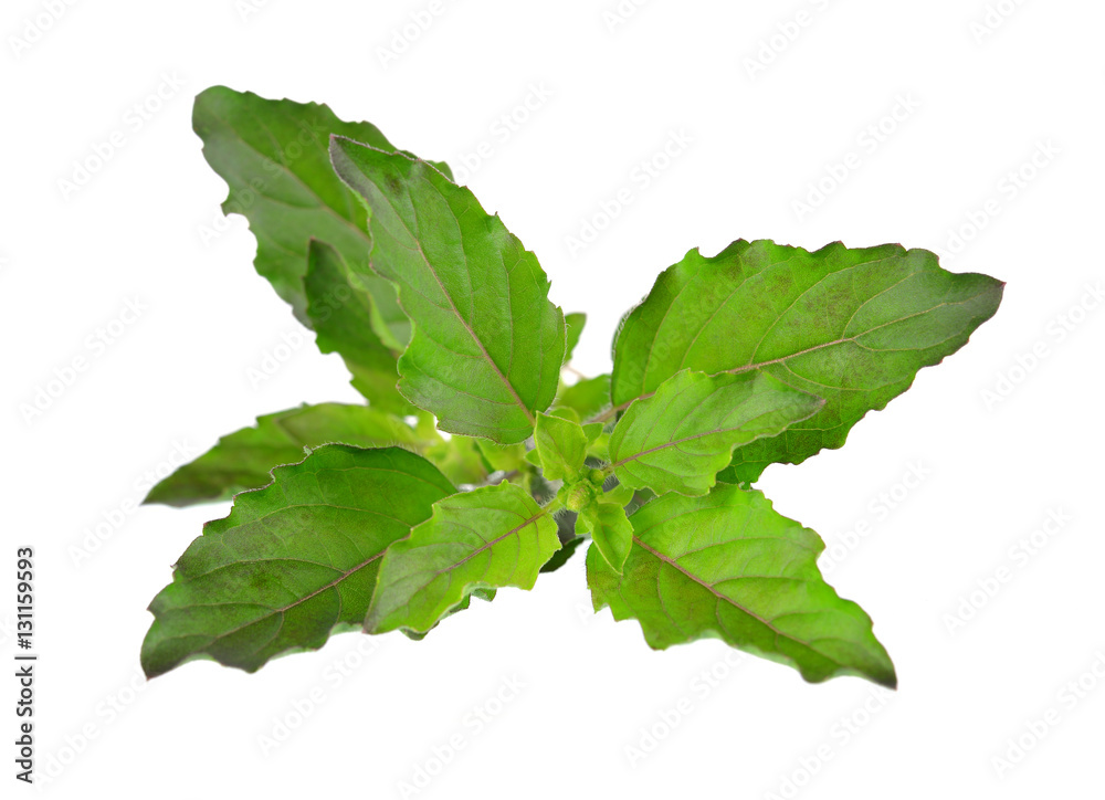 Holy basil or tulsi leaves isolated over white background Holy basil or tulsi leaves isolated over white background