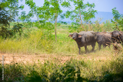 buffalo herd  animals mammals