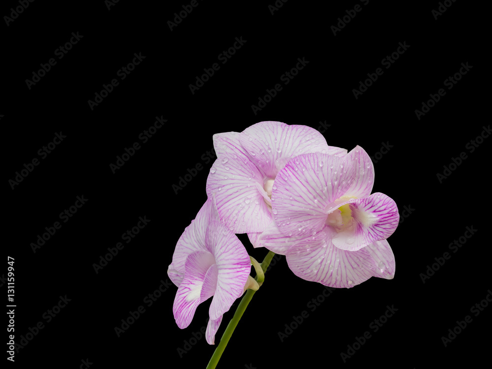 Fototapeta premium Beautiful pink-white color orchids isolated on black color background