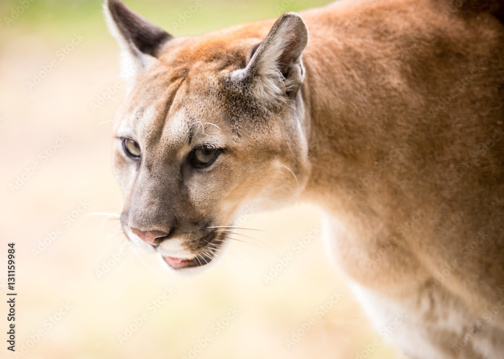 Obraz premium Puma chodzi tam iz powrotem w swoim wybiegu w centrum dzikiej przyrody w pobliżu Savannah w stanie Georgia