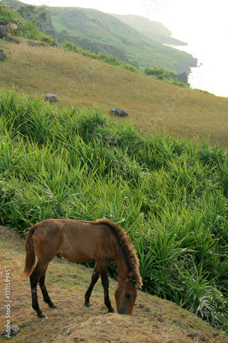 Horse - Yonaguni Island, Okinawa, Japan