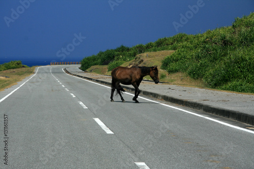 Horses on Road - Yonaguni Island