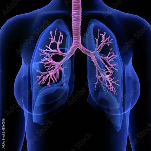 Female Bronchial Tubes and Lungs X-ray View