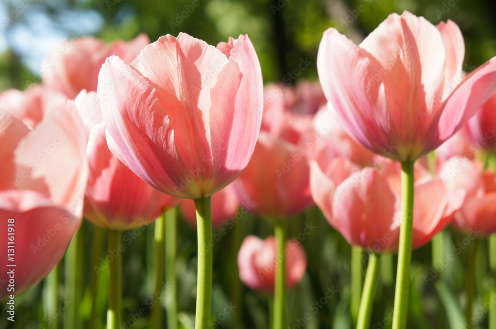 Many pink tulips flowers on green background