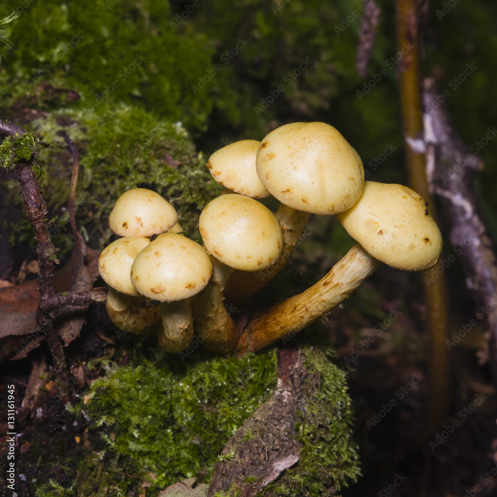 Sulphur Tuft, Hypholoma fasciculare, growing on old wood macro, selective focus, shallow DOF Sulphur Tuft, Hypholoma fasciculare, growing on old wood macro, selective focus, shallow DOF