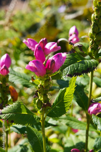 Chelone obligua green plant with pink flower photo