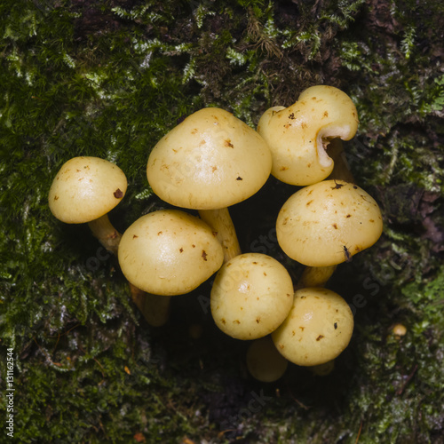 Sulphur Tuft  Hypholoma fasciculare  growing on old wood macro  selective focus  shallow DOF