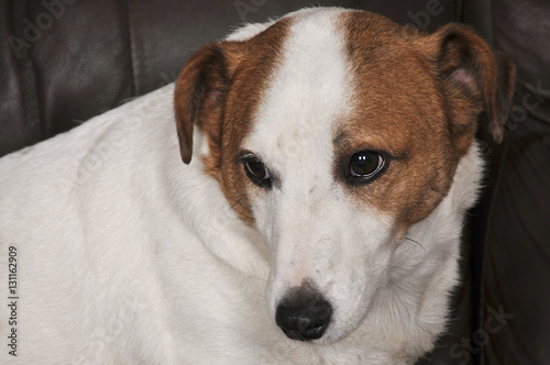 Jack Russell Terrier © Rob Byron