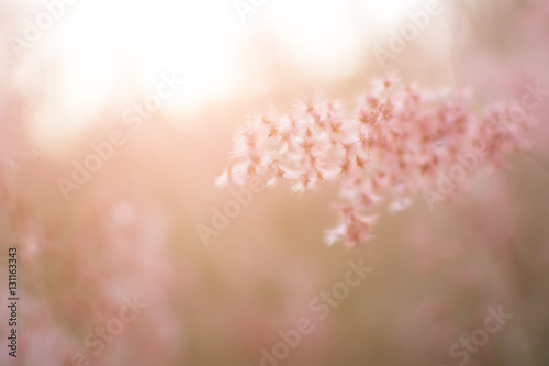 Silhouette of grass flower with sunset background, Color clouded style.