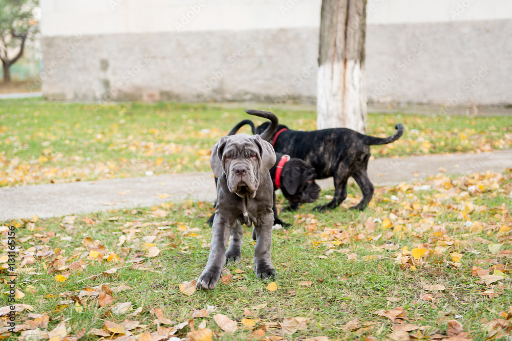 Dogs breed Neapolitana mastino a walk in the autumn park. Dogs breed Neapolitana mastino a walk in the autumn park.