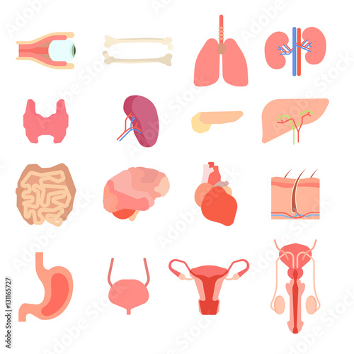 Set cartoon internal human organs.  liver medicine anatomy  characters.  organ   health medical design and body physiology kidney character. Vector illustration.
