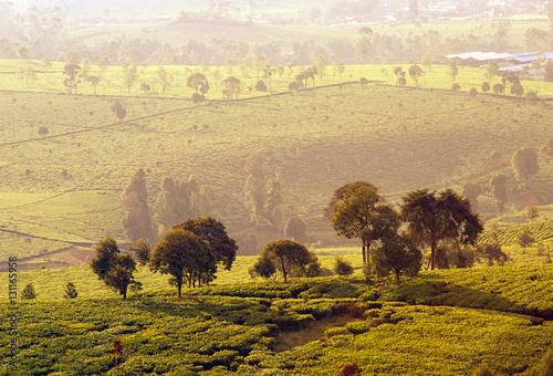 インドネシアの広大な茶畑と樹々