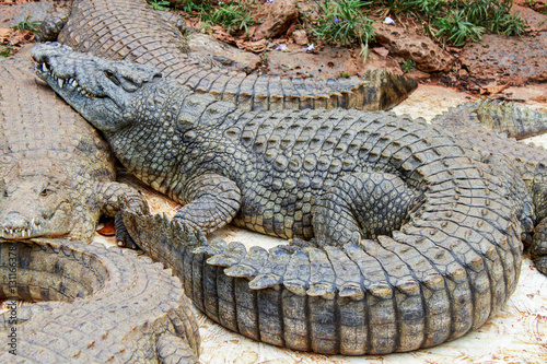 Crocodiles laying on the ground
