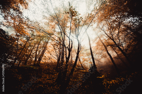 Autumn landscape image