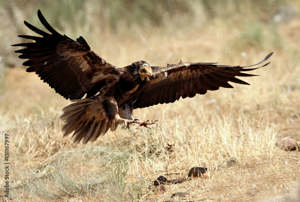 Young of Egyptian vulture flying . Neophron percnopterus Young of Egyptian vulture flying . Neophron percnopterus