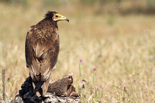 Young of  Egyptian vulture . Neophron percnopterus