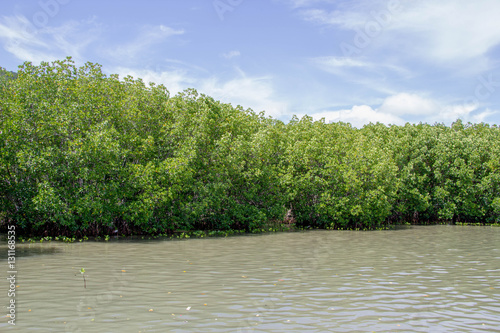 mangrove forest near the sea