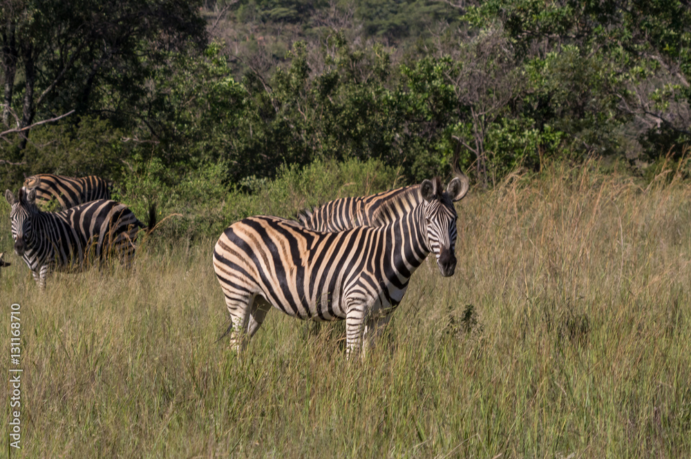 Zebra's grazing in the wild at the Welgevonden Game Reserve in South Africa Zebra's grazing in the wild at the Welgevonden Game Reserve in South Africa