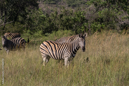Zebra s grazing in the  wild at the Welgevonden Game Reserve in South Africa
