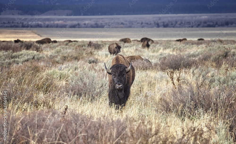 Young American bison, Wyoming, USA.