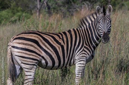 Zebra s grazing in the  wild at the Welgevonden Game Reserve in South Africa